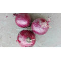 2016 New Crop Fresh Red Onion with High Quality